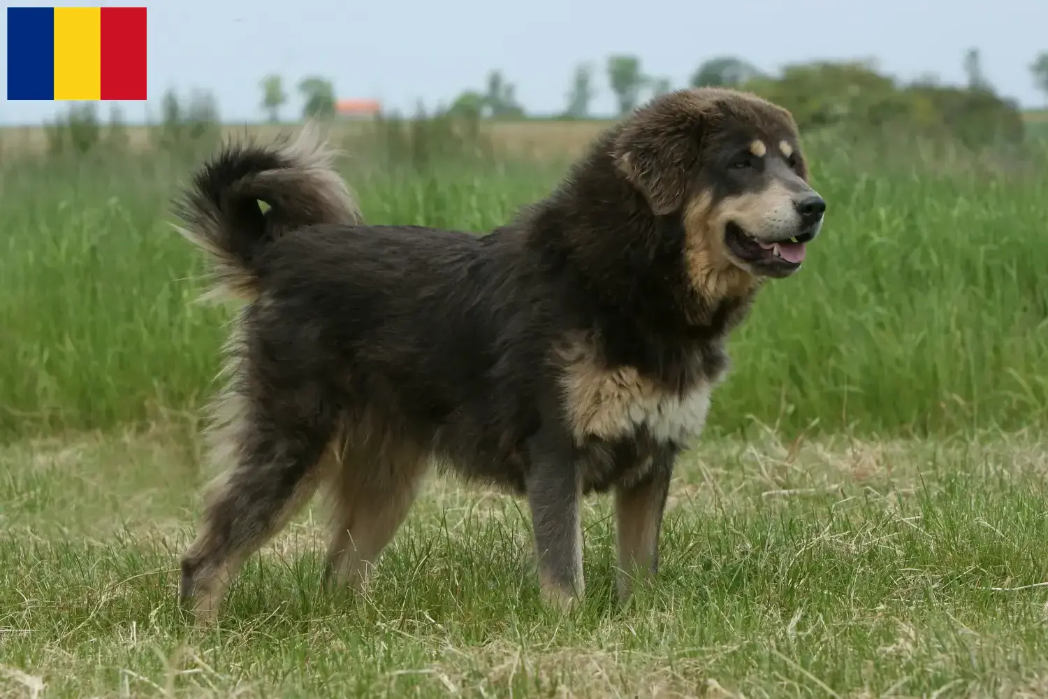 Mastim tibetano cachorros e criadores Roménia Encontrar criadores de Mastim Tibetano na Roménia.