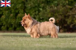 Read more about the article Criadores de Norwich Terrier e cachorros na Grã-Bretanha