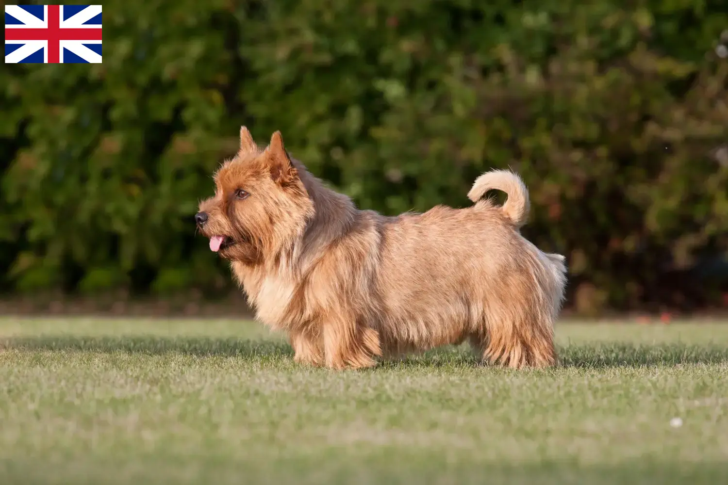 Read more about the article Criadores de Norwich Terrier e cachorros na Grã-Bretanha