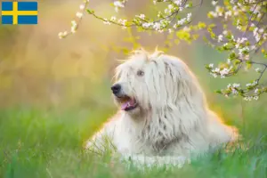 Read more about the article Criador de Ovtcharka do Sul da Rússia e cachorros na Suécia