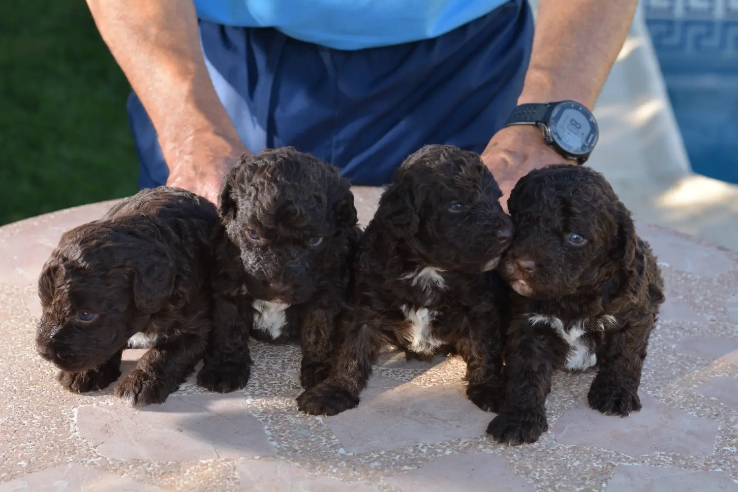 Comprar um cachorro Perro de Agua Español significa assumir a responsabilidade! Comprar cachorros Perro de Agua Español.