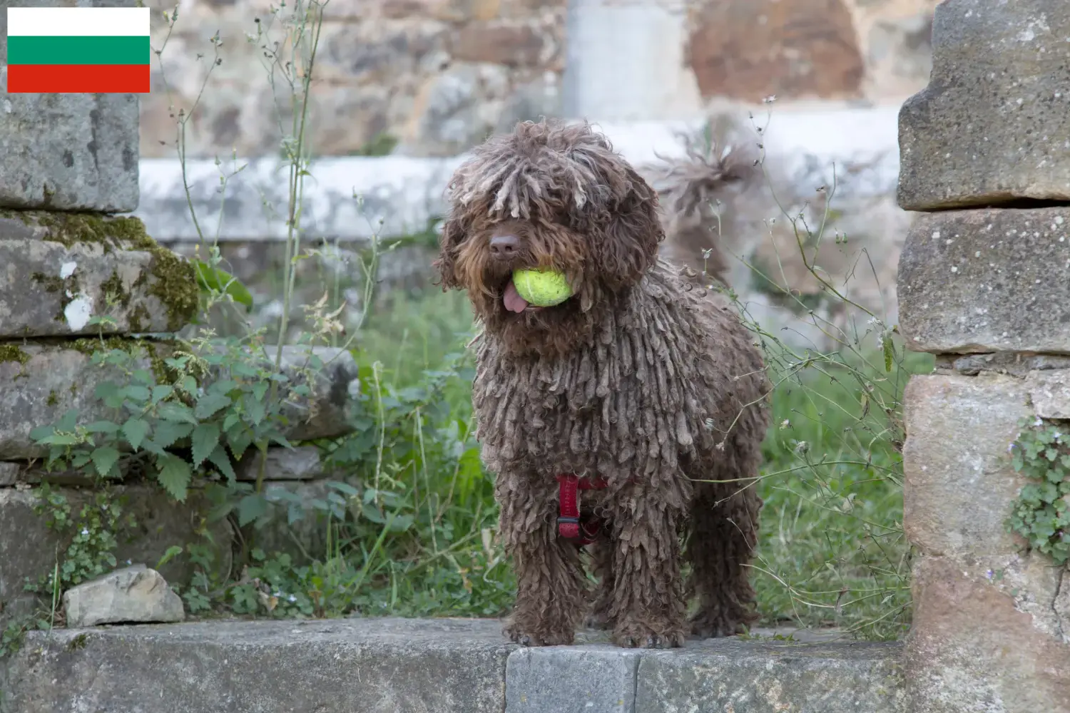 Perro de Agua Español cachorros e criadores Bulgária Aqui pode encontrar criadores de Perro de Agua Españols na Bulgária.