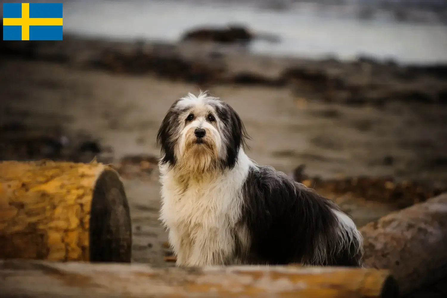 Read more about the article Criadores de PON e cachorros na Suécia