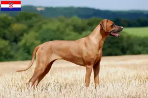 Read more about the article Criadores de Rhodesian Ridgeback e cachorros na Croácia