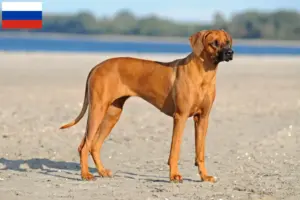Read more about the article Criadores de Rhodesian Ridgeback e cachorros na Rússia
