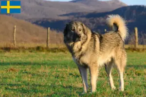 Read more about the article Šarplaninac criadores e cachorros na Suécia