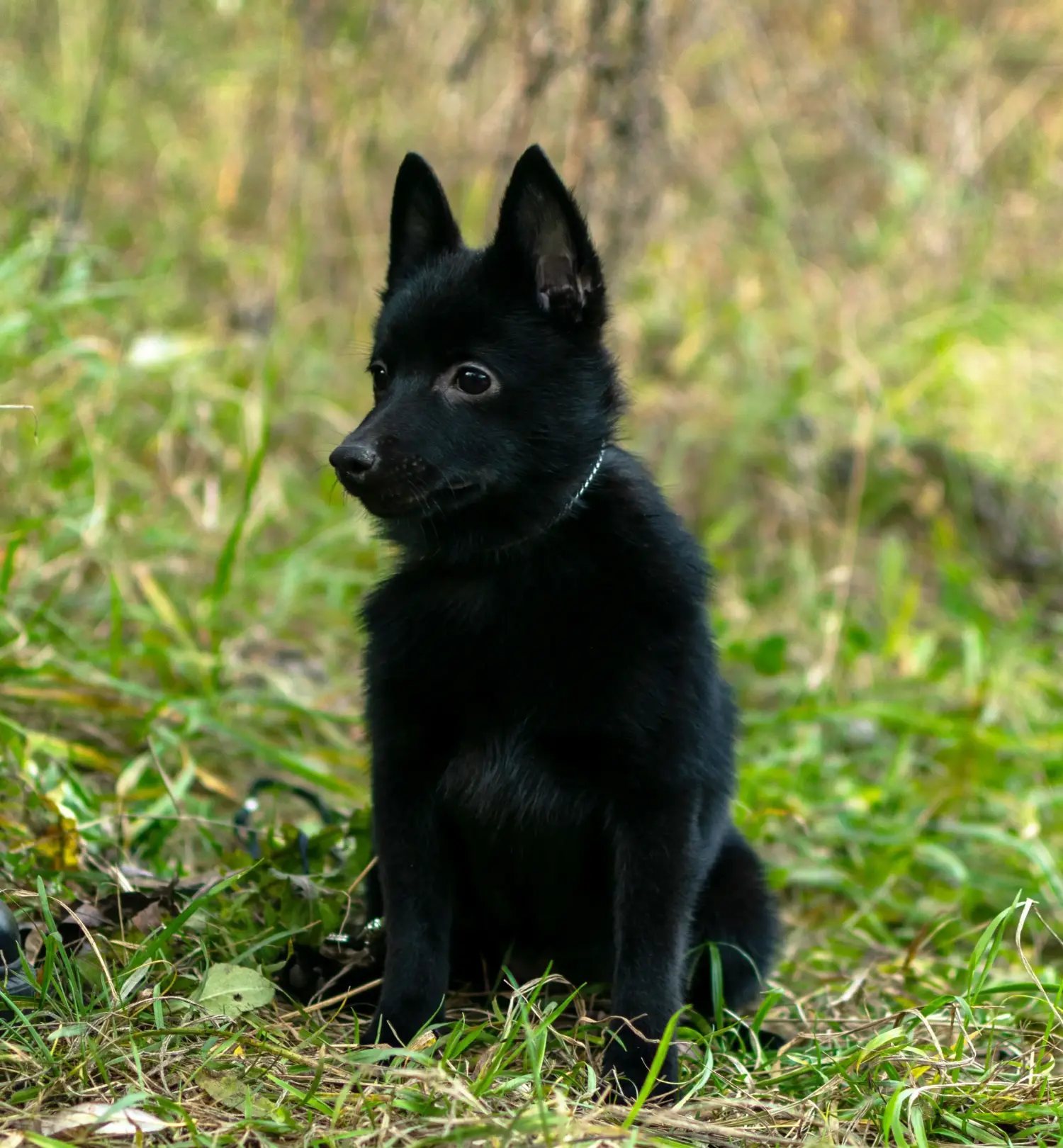 Comprar um cachorro Schipperke significa assumir a responsabilidade! Comprar cachorros Schipperke.