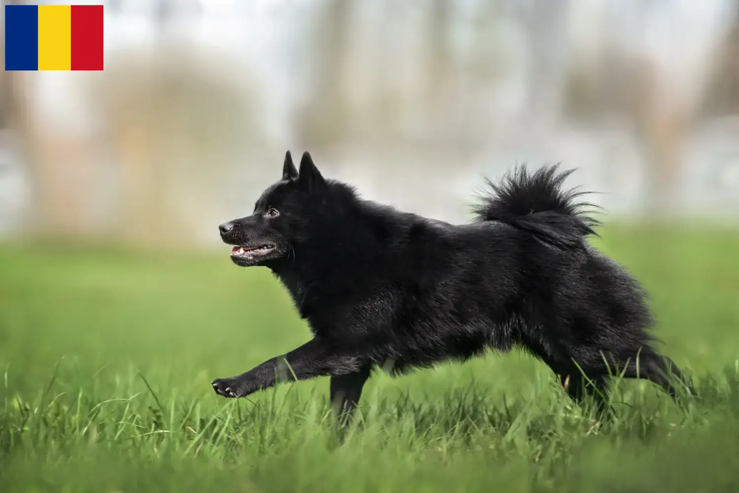 Schipperke cachorros e criadores Roménia Aqui pode encontrar criadores de Schipperkes na Roménia.