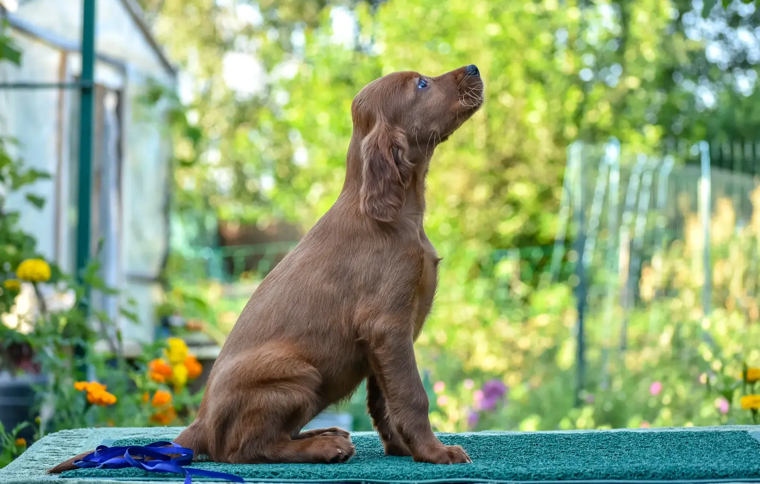Comprar um cachorro Setter Vermelho Irlandês significa assumir responsabilidades! Comprar cachorros Setter Vermelho Irlandês.