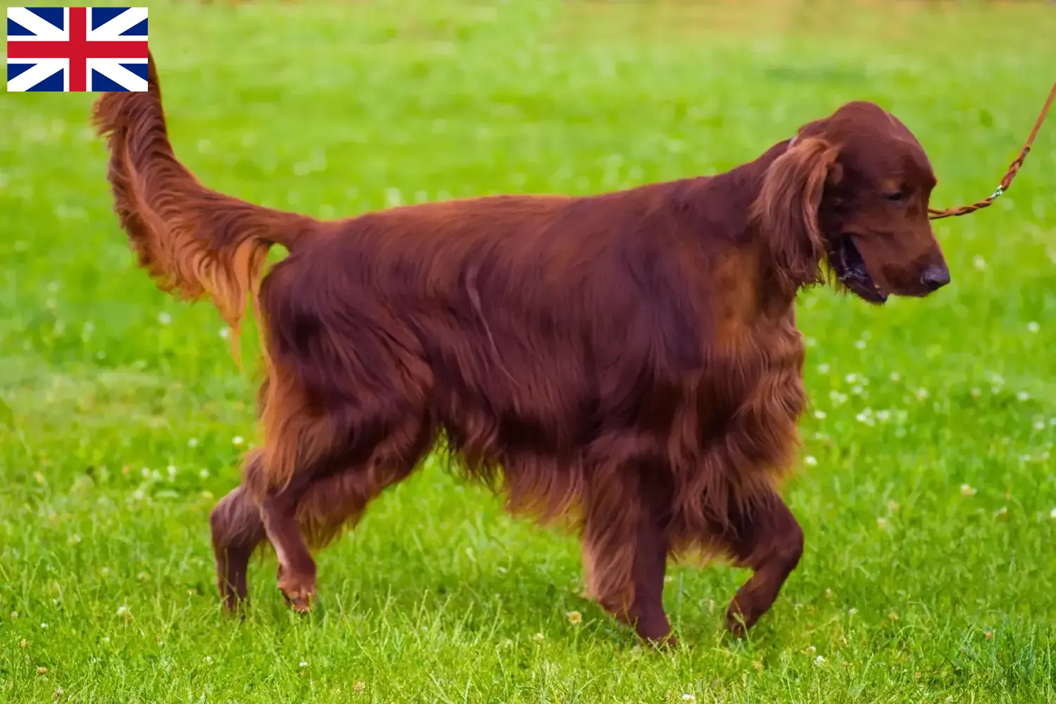 Setter vermelho irlandês cachorros e criadores Grã-Bretanha Aqui pode encontrar criadores de Setter Vermelho Irlandês na Grã-Bretanha.