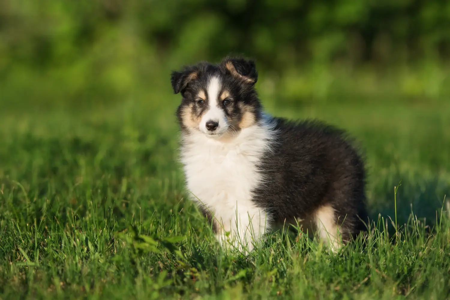 Comprar um cachorro Sheltie significa assumir a responsabilidade! Comprar cachorros Sheltie.