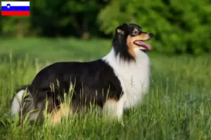 Read more about the article Criadores de Sheltie e cachorros na Eslovénia