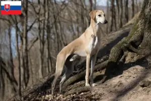 Read more about the article Criadores de Sloughi e cachorros na Eslováquia