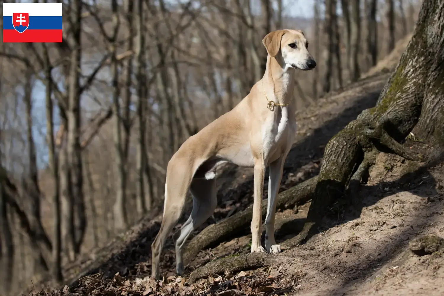 Sloughi cachorros e criadores Eslováquia Aqui pode encontrar criadores de Sloughis na Eslováquia.
