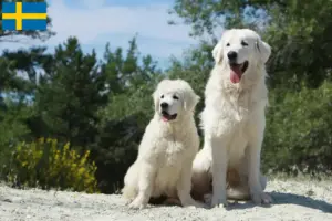 Read more about the article Criadores de Tatra Sheepdog e cachorros na Suécia