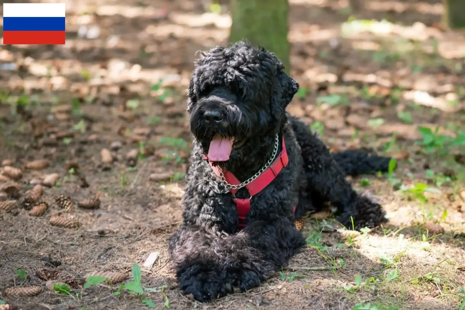 Read more about the article Criador de Terrier Preto Russo e cachorros na Rússia