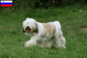 Read more about the article Criadores de Terrier Tibetano e cachorros na Eslovénia