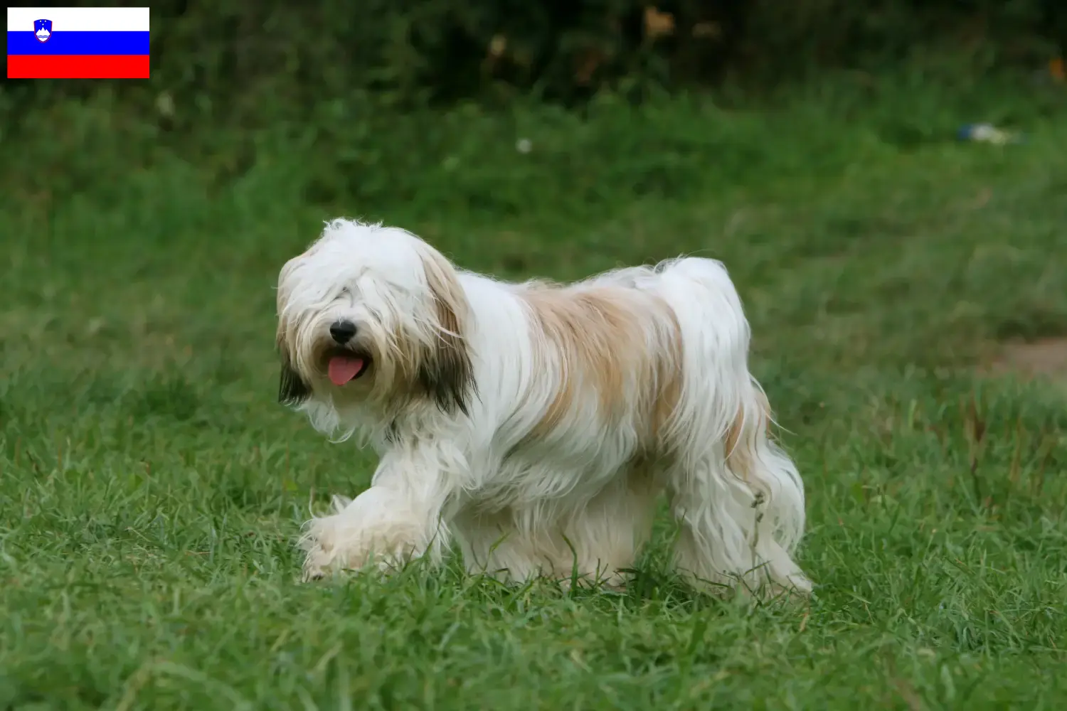 Terrier tibetano cachorros e criadores Eslovénia Encontrar criadores de Terrier tibetano na Eslovénia.