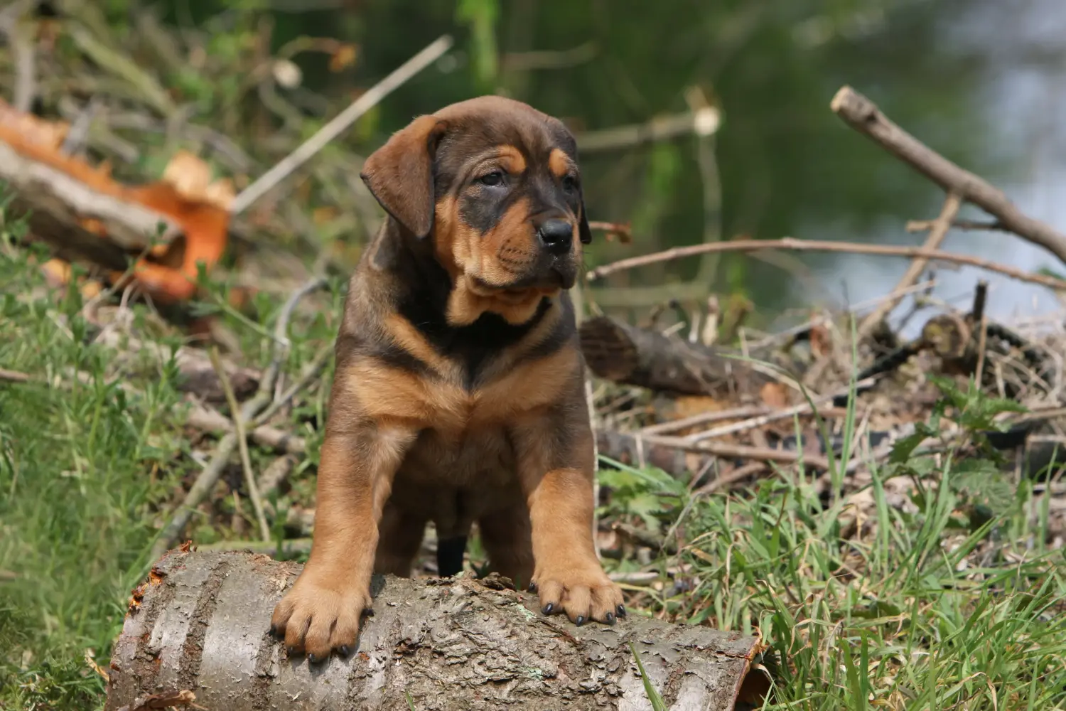 Comprar um cachorro Tosa significa assumir a responsabilidade! Comprar cachorros Tosa.