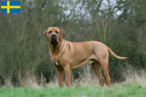Read more about the article Criadores de Tosa e cachorros na Suécia