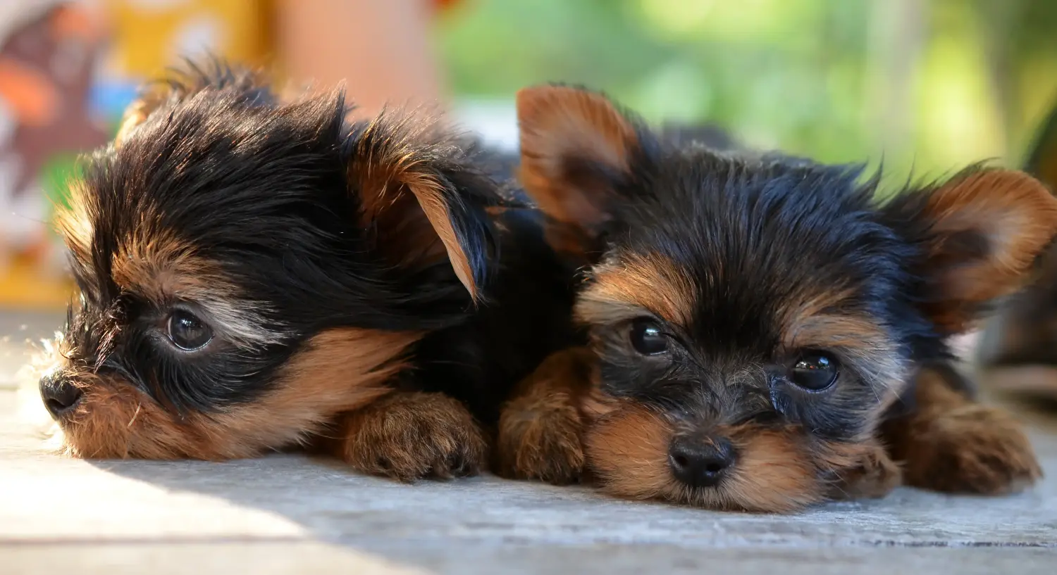 Comprar um cachorro Yorkshire Terrier significa assumir responsabilidades! Comprar cachorros Yorkshire Terrier.