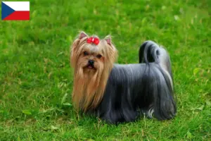Read more about the article Criadores de Yorkshire Terrier e cachorros na República Checa