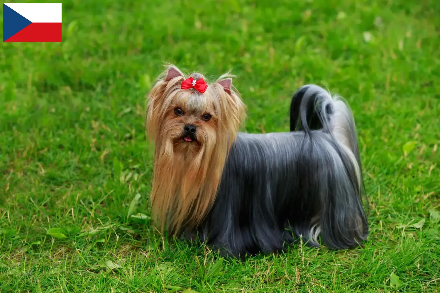 Yorkshire Terrier cachorros e criadores República Checa Aqui pode encontrar criadores de Yorkshire Terrier na República Checa.