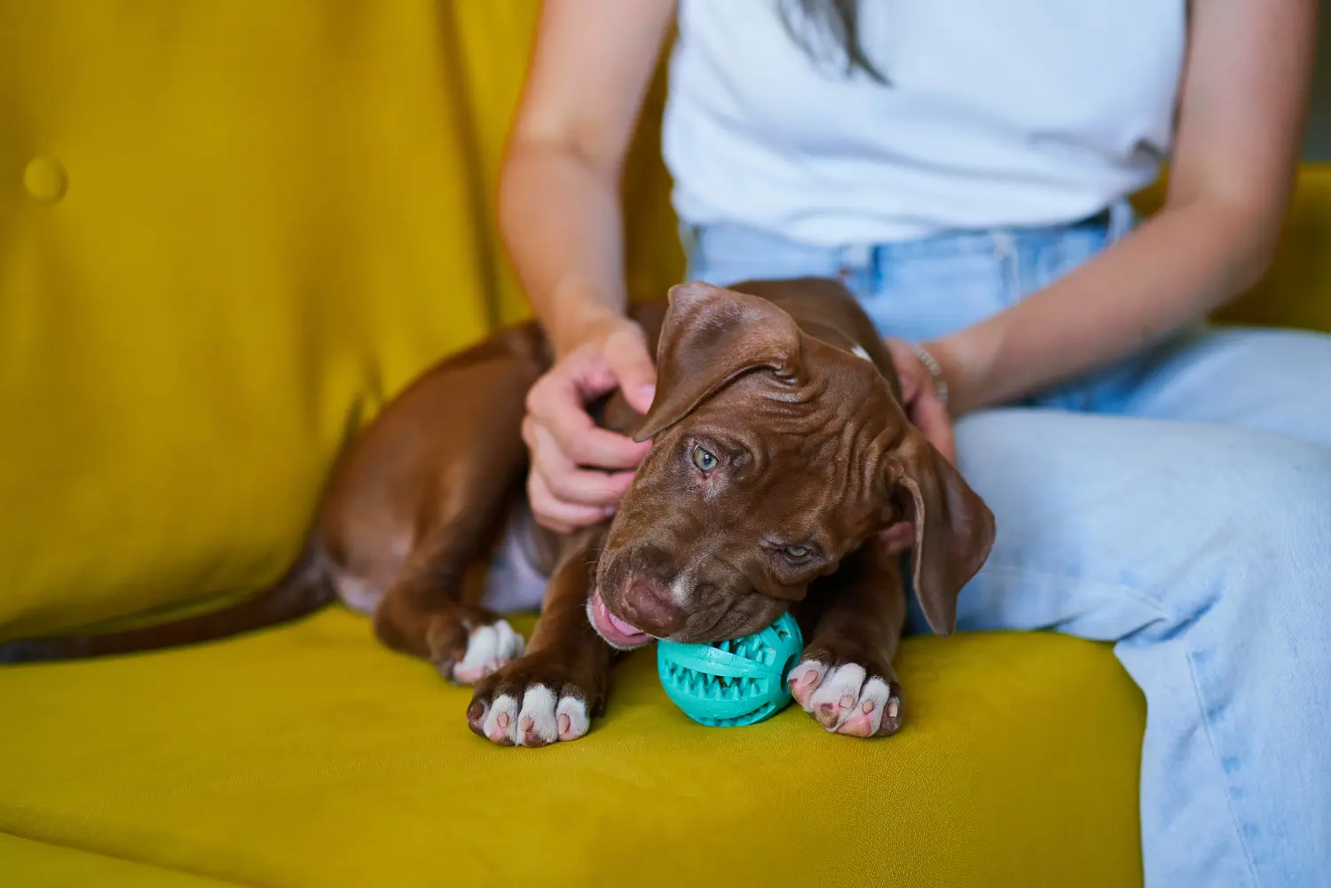 Comprar um cachorro American Pit Bull Terrier significa assumir a responsabilidade! Comprar cachorros American Pit Bull Terrier.