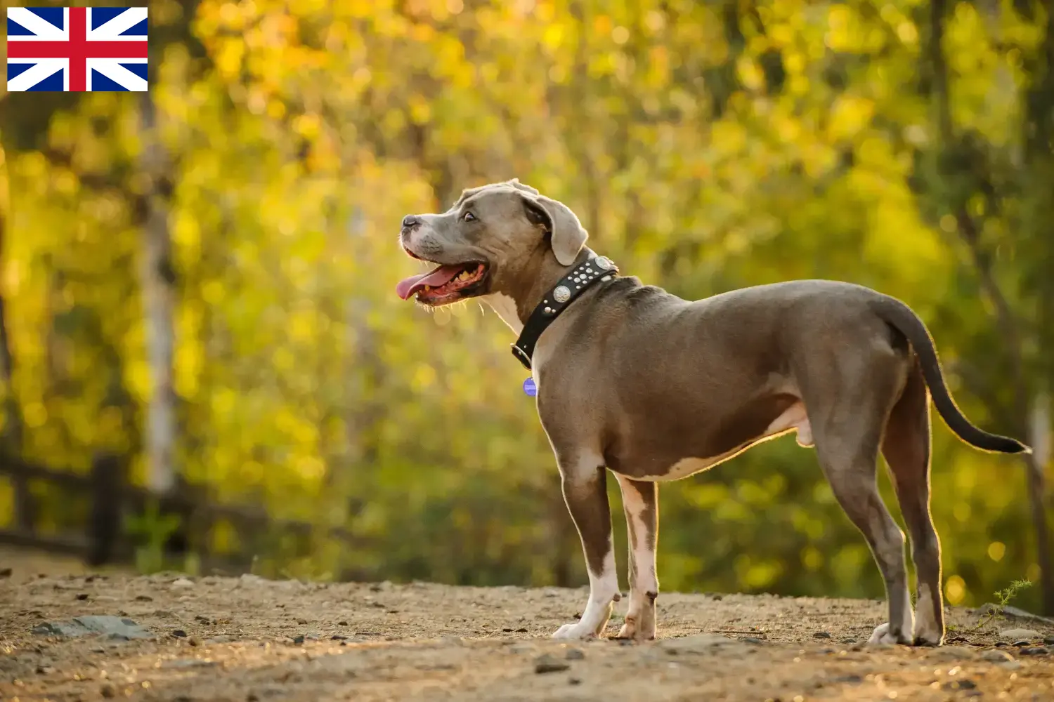 Read more about the article American Pit Bull Terrier criadores e cachorros no Reino Unido