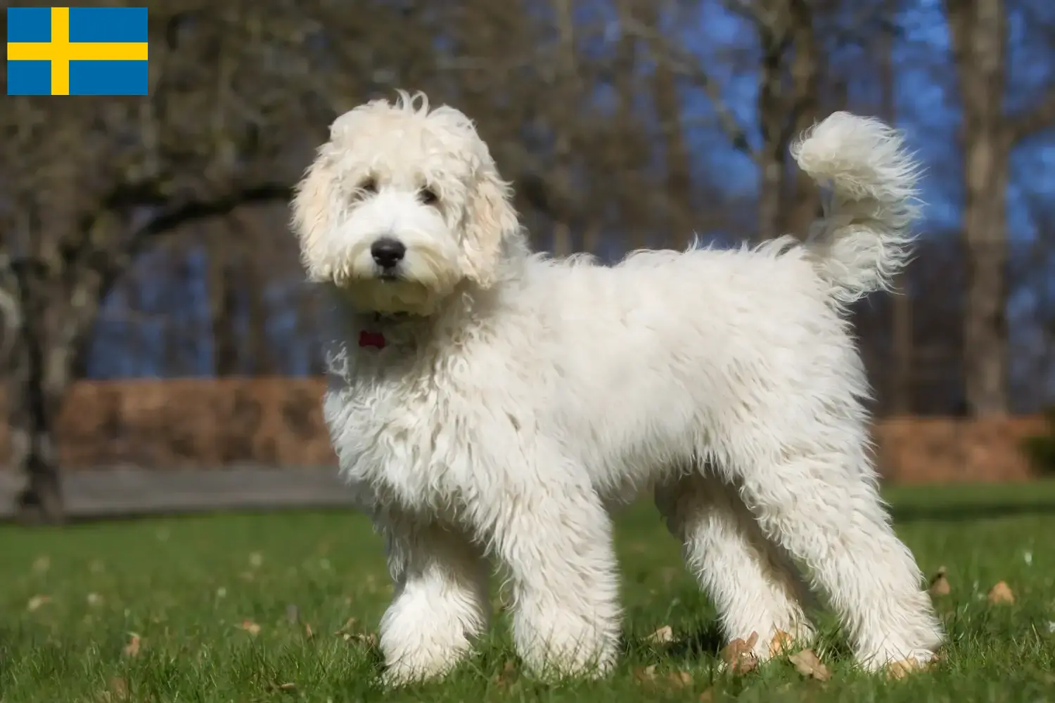 Read more about the article Criadores de Labradoodle Australiano e cachorros na Suécia