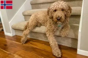 Read more about the article Criadores de Labradoodle Australiano e cachorros na Noruega