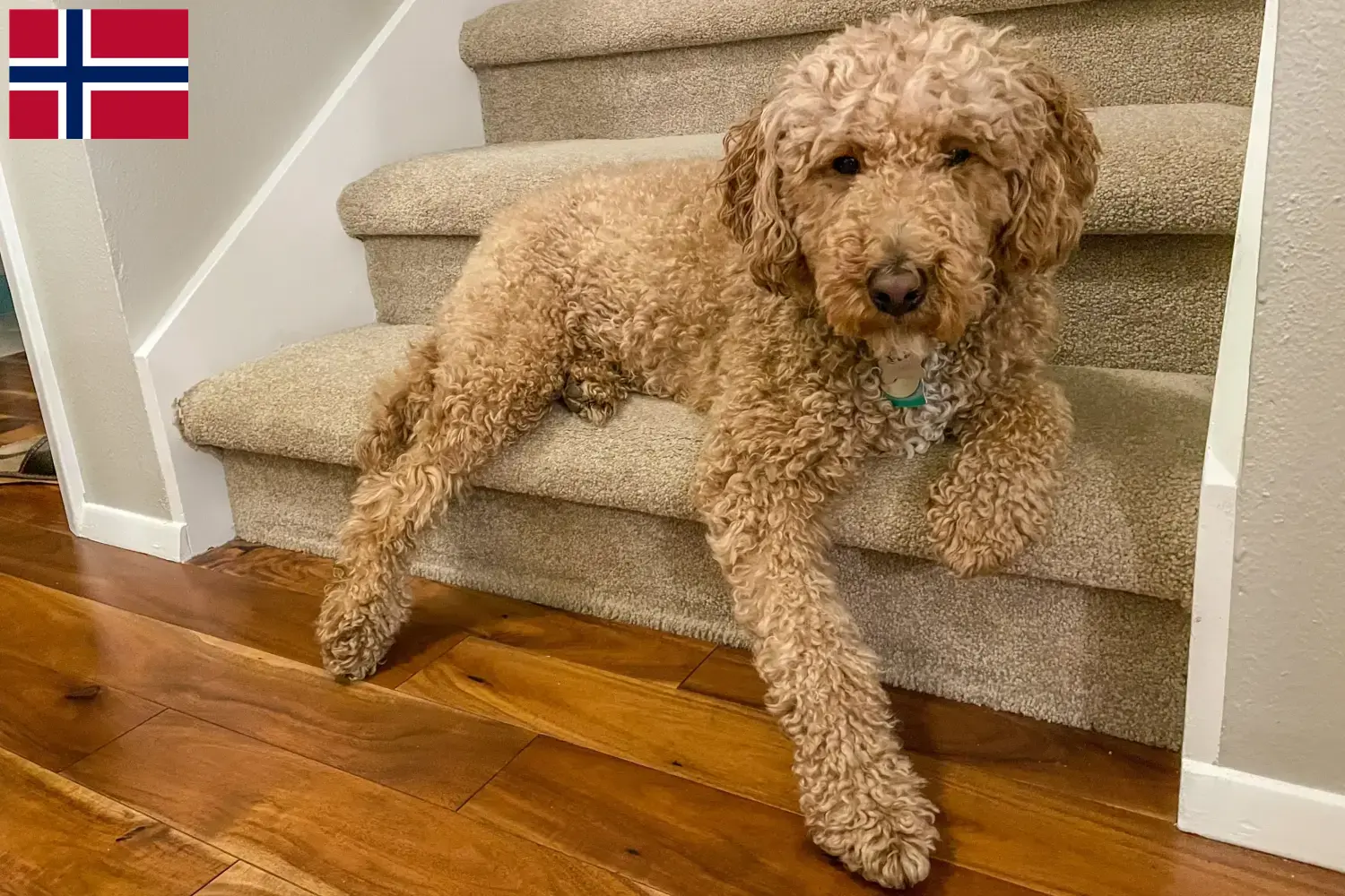 Read more about the article Criadores de Labradoodle Australiano e cachorros na Noruega