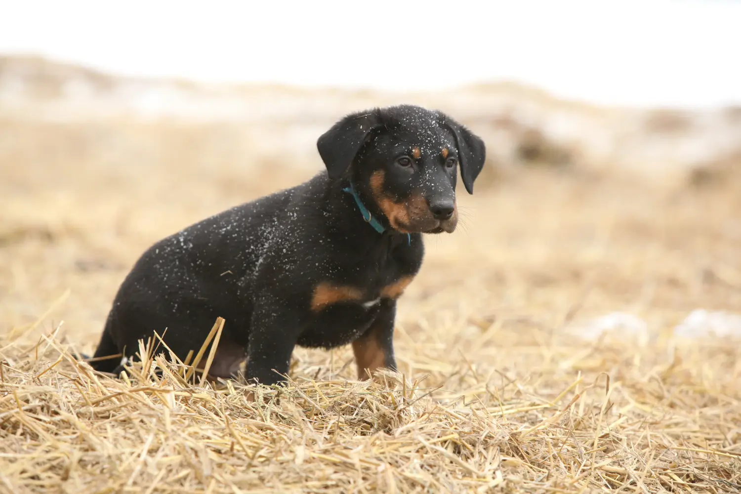 Comprar um cachorro Beauceron significa assumir responsabilidades! Comprar cachorros Beauceron.
