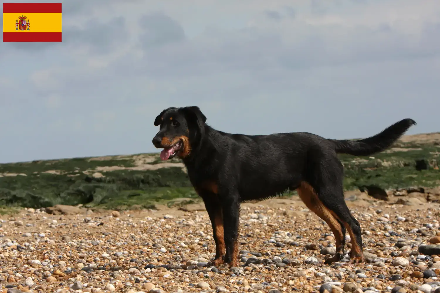 Beauceron cachorros e criadores Espanha Encontre aqui criadores de Beauceron em Espanha.