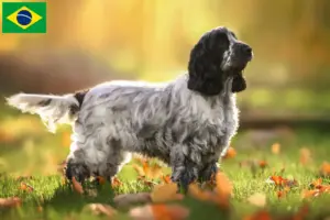 Read more about the article Criadores de Cocker Spaniel Inglês e filhotes no Brasil