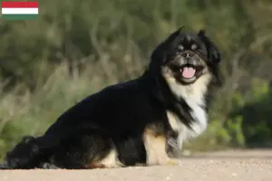 Read more about the article Criadores de Tibetan Spaniel e cachorros na Hungria