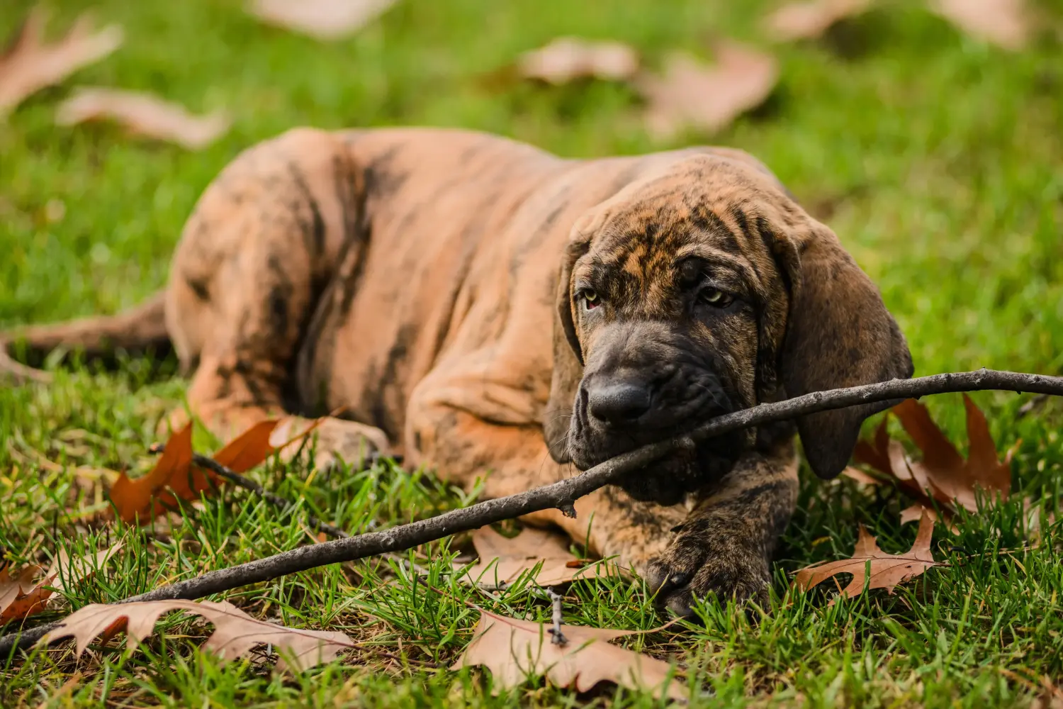 Comprar um filhote de Fila Brasileiro significa assumir responsabilidades! Comprar cachorros Fila Brasileiro.