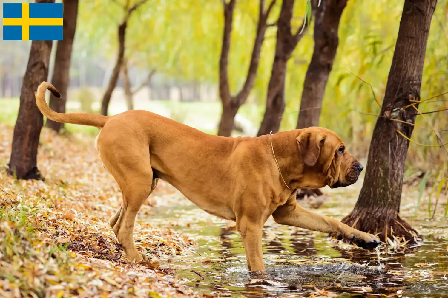 Fila Brasileiro cachorros e criadores Suécia Aqui pode encontrar criadores de Fila Brasileiros na Suécia.