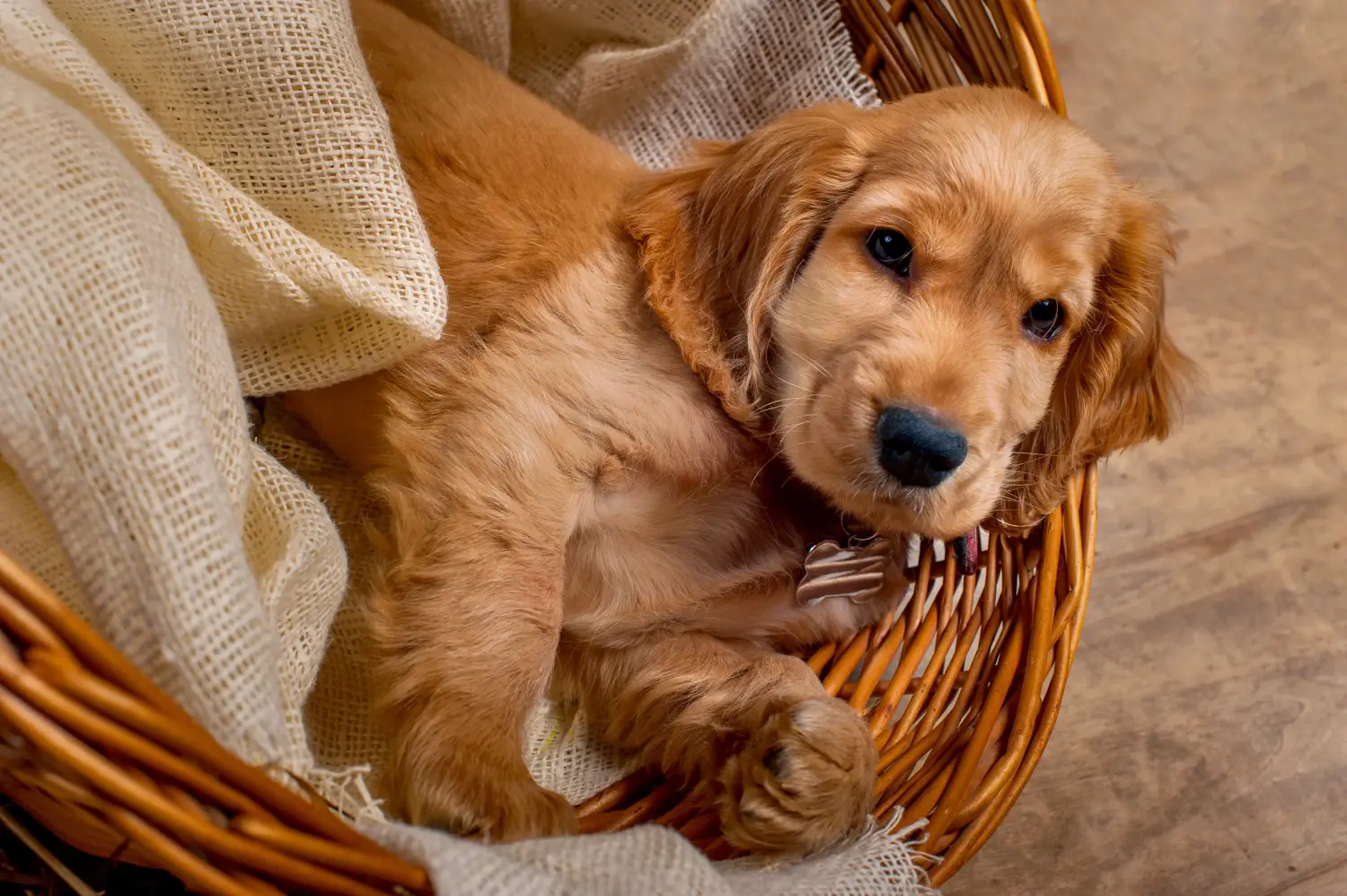 Comprar um cachorro Cocker Spaniel Inglês significa assumir responsabilidades! Comprar cachorros Cocker Spaniel inglês.