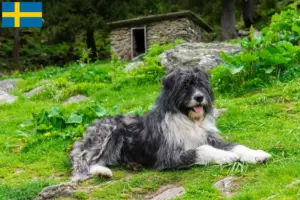 Read more about the article Criadores de Mioritic e cachorros na Suécia
