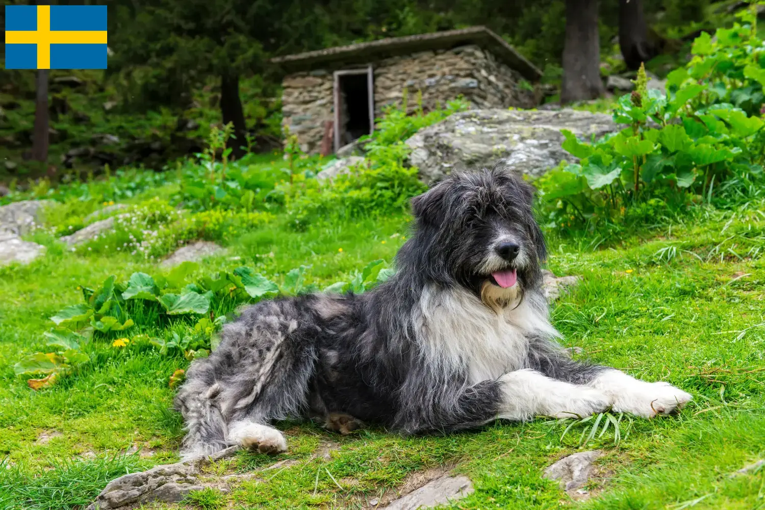 Read more about the article Criadores de Mioritic e cachorros na Suécia