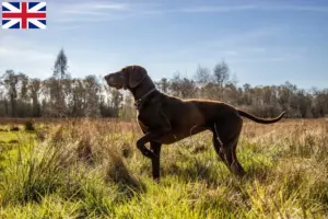 Read more about the article Criadores de pelo curto alemão e cachorros na Grã-Bretanha