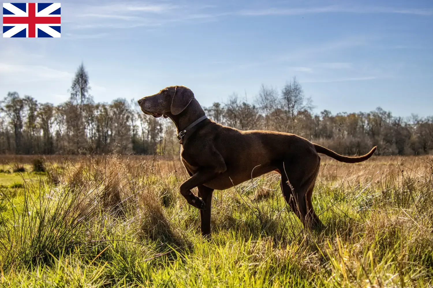 Read more about the article Criadores de pelo curto alemão e cachorros na Grã-Bretanha