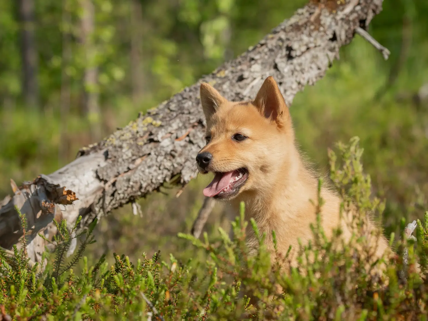 Comprar um cachorro da raça Finnspitz significa assumir a responsabilidade! Comprar cachorros Finnspitz.
