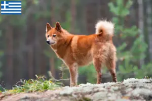 Read more about the article Criadores de Finnspitz e cachorros na Grécia
