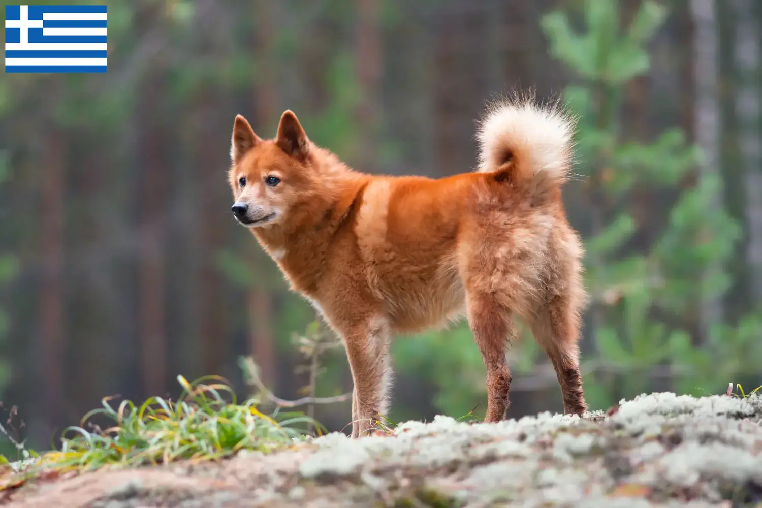 Read more about the article Criadores de Finnspitz e cachorros na Grécia