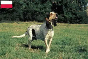 Read more about the article Criadores de Gascon Saintongeois e cachorros na Polónia