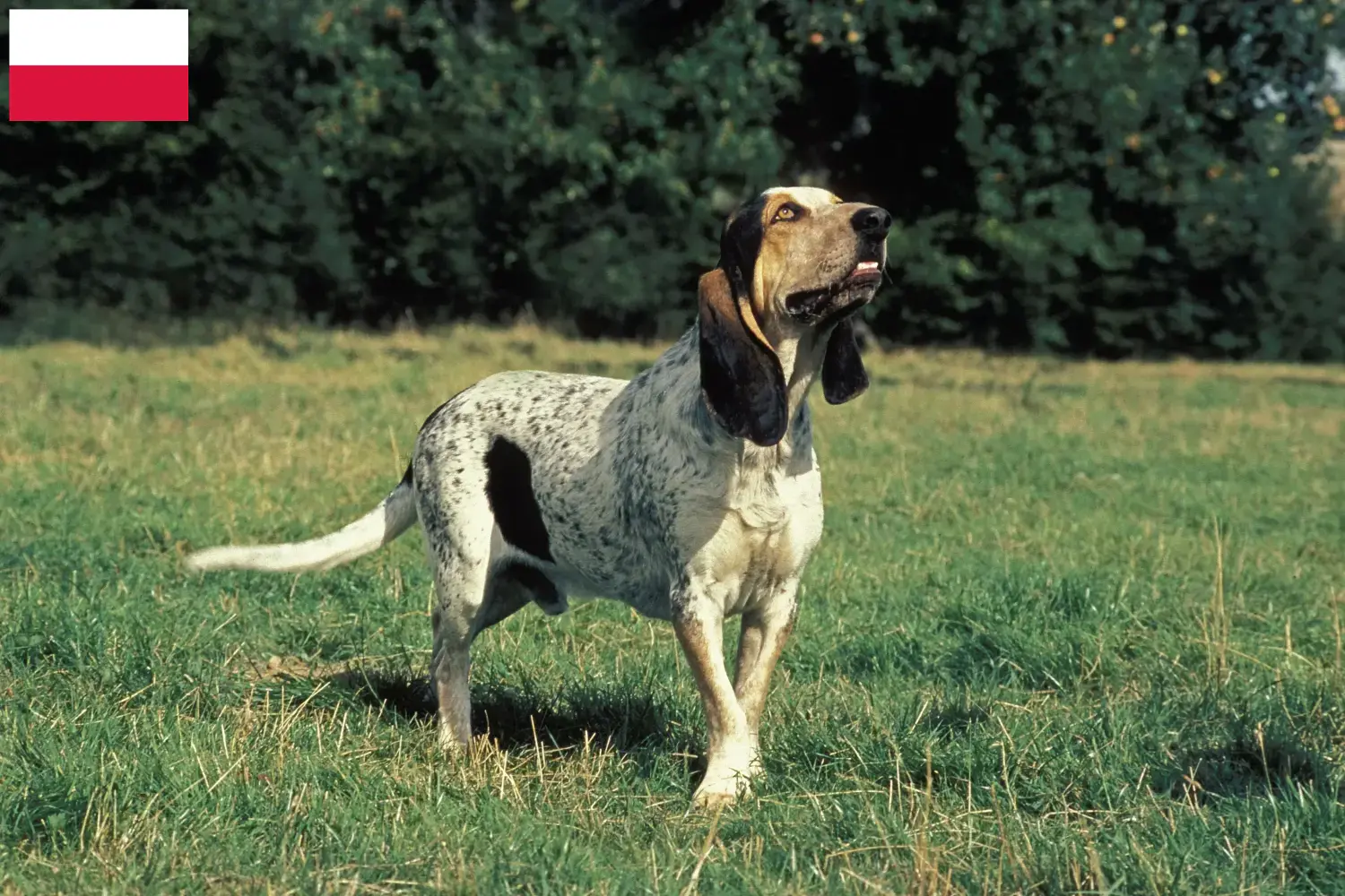 Read more about the article Criadores de Gascon Saintongeois e cachorros na Polónia