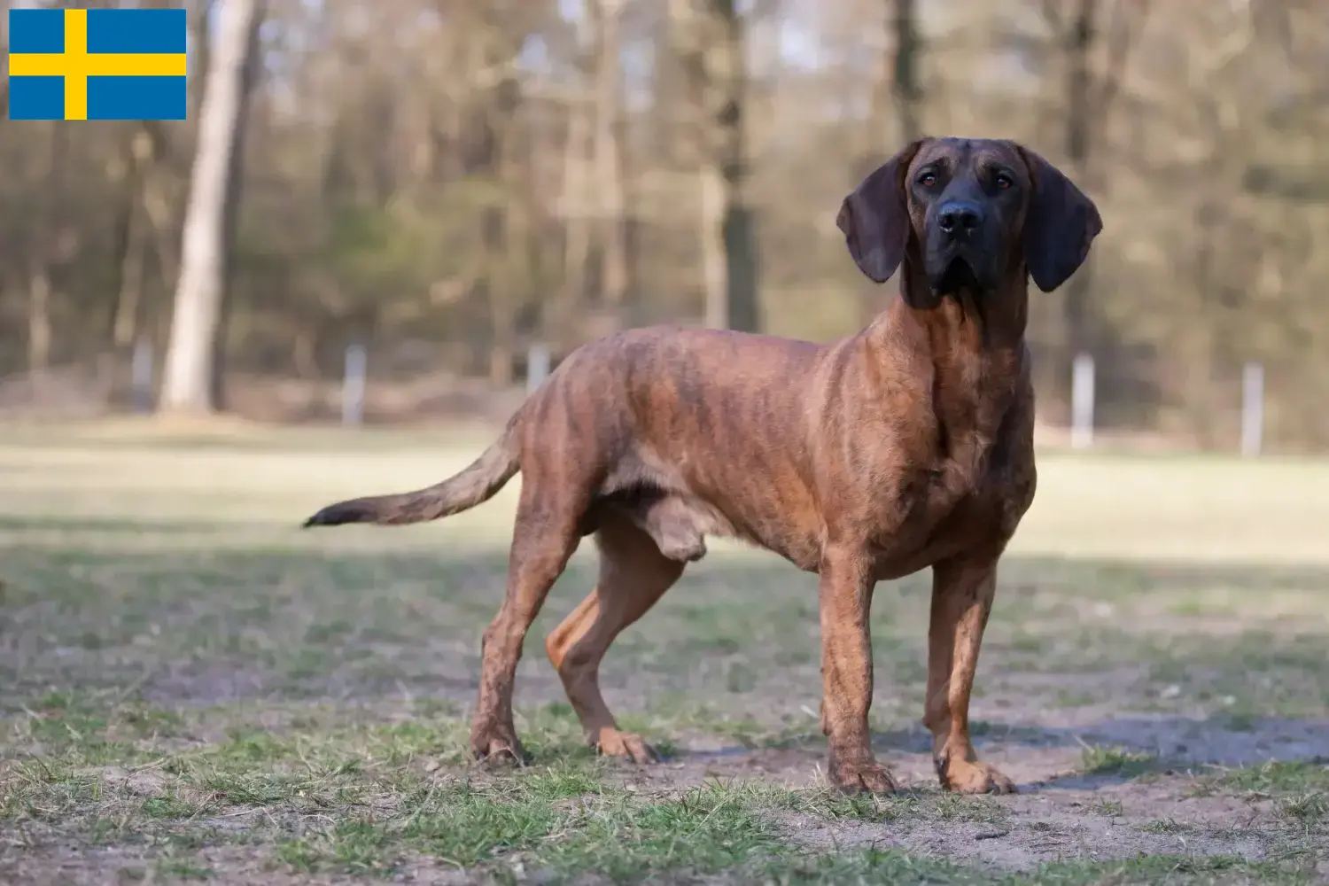 Read more about the article Criador de Cão de Soldadura Hanoveriano e cachorros na Suécia