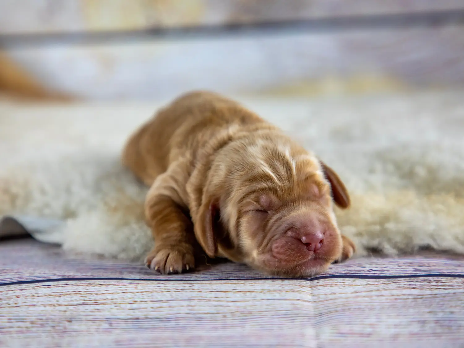 Comprar um cachorro Australian Labradoodle significa assumir responsabilidades! Comprar cachorros Labradoodle australianos.